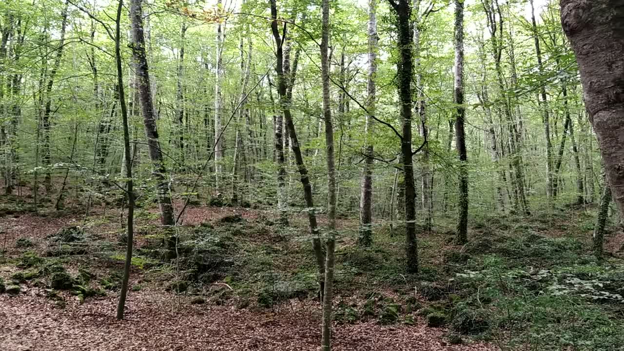 bosque de hayas en girona, llamado la fageda d'en jorda, lugar típico de cataluña