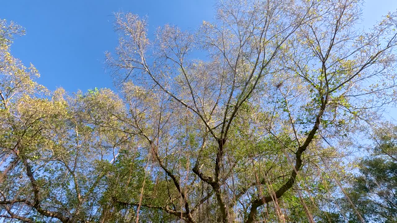 높은 나무들은 바람에 부드럽게 흔들립니다.