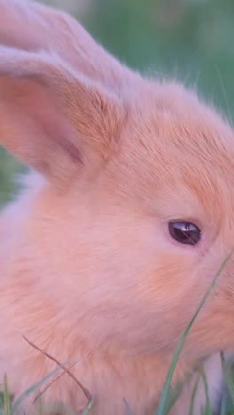 beautiful red bunny in green grass. little rabbit