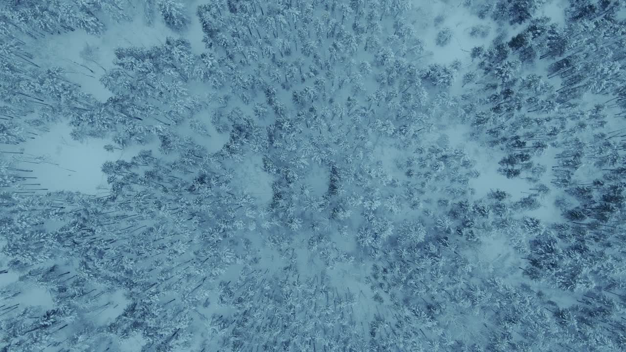el helicóptero está dando vueltas sobre el bosque de invierno, los árboles están cubiertos de heladas. paisaje fabulosamente hermoso, muchos árboles en la nieve, la naturaleza del norte. vista superior, distancia de la cámara. 4k, prores