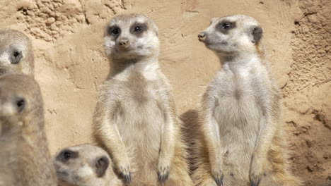 group of suricates stand sentry