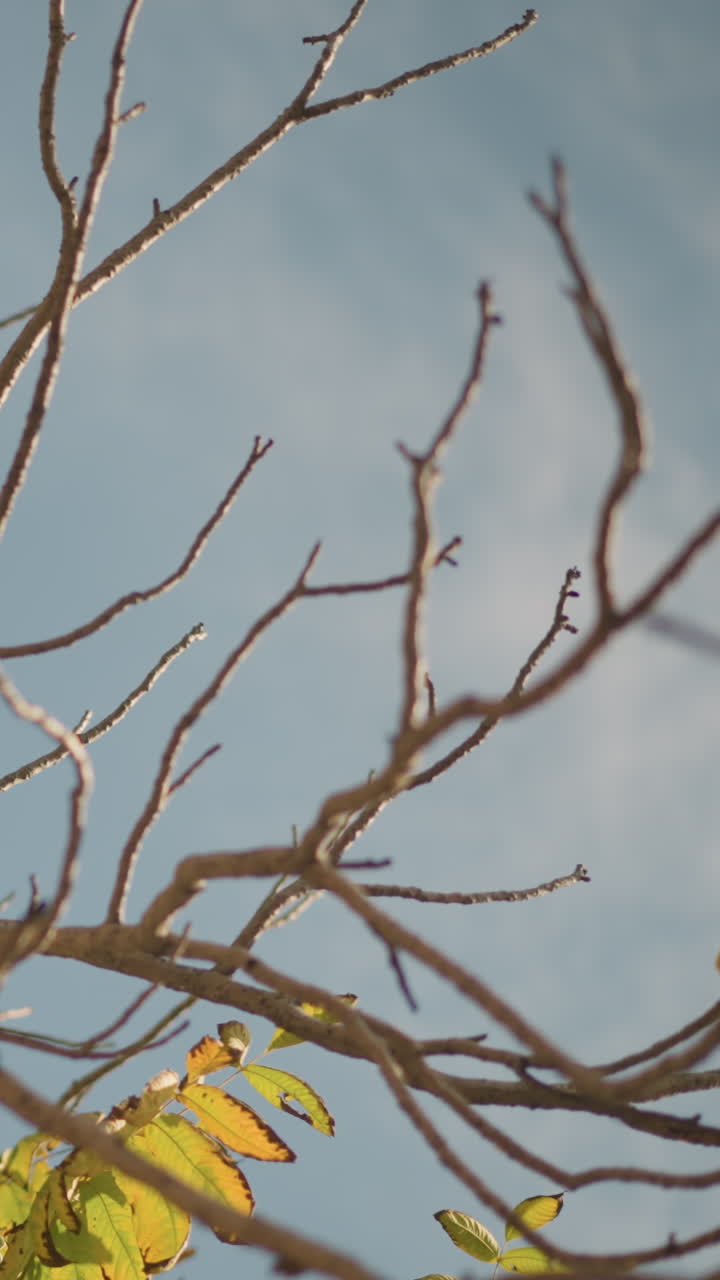 yellow leaves, bare branches against sky quiet autumn canopy with golden sunlight filtering through foliage, thin twigs silhouetted, gentle breeze animating leaves cinematic mood ideal for arborist
