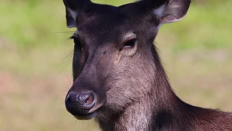 deer turning head, blinking, and observing surroundings