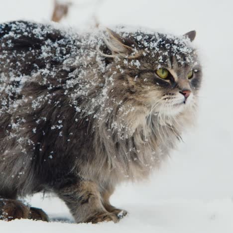 gato sisea y muestra agresión en la nieve