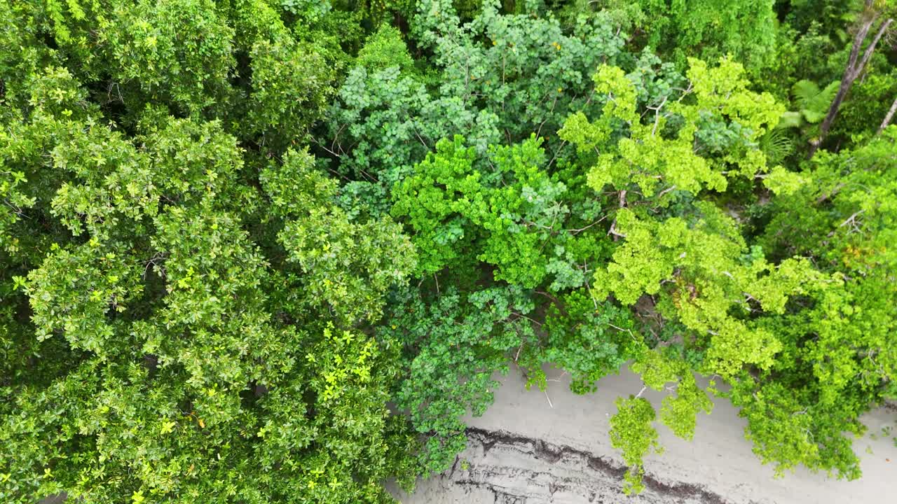 Drone captures sandy beach meeting lush mangrove forest in tropical coastal environment, Australia