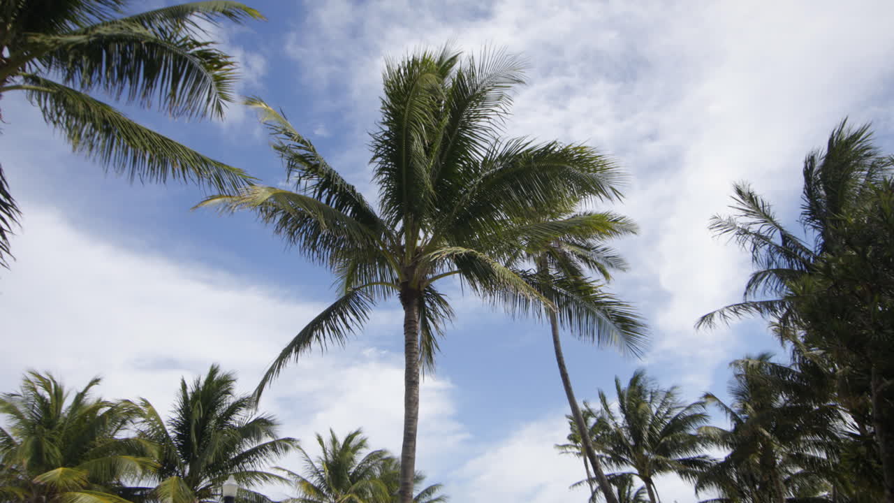 마이애미 팜스 01