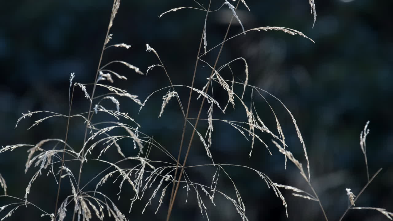 finos y delicados pastos que se han convertido en semillas que soplan en la brisa del sol de invierno, warwickshire, inglaterra