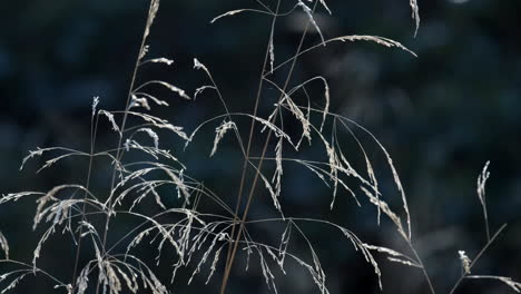 Finos-Y-Delicados-Pastos-Que-Se-Han-Convertido-En-Semillas-Que-Soplan-En-La-Brisa-Del-Sol-De-Invierno,-Warwickshire,-Inglaterra