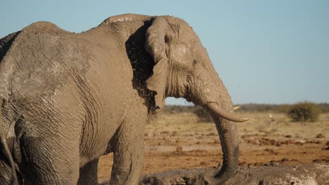 Ein-Schlammiger-Afrikanischer-Elefant-Windet-Sich-Am-Rüssel-Und-Besprüht-Sich-Mit-Wasser