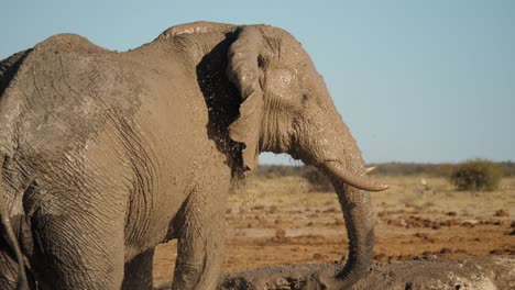 elefante africano embarrado enrolla la trompa y se rocía con agua
