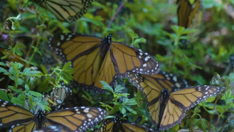 witness the beauty of monarch butterflies in their natural habitat