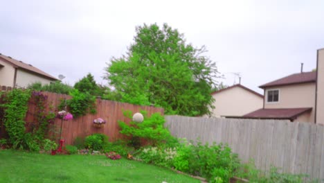 Pov-of-owner-throwing-tennis-ball-to-white-poodle-dog.-White-dog-playing