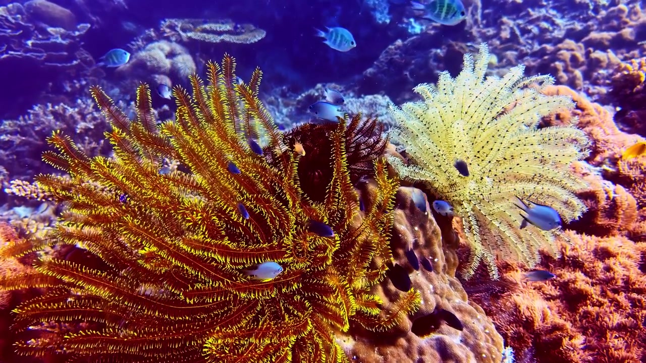 Lirios de mar en tonos amarillos y blancos se mecen suavemente entre vibrantes arrecifes de coral. Pequeños peces nadan alrededor, creando una animada escena submarina. Adecuado para contenido de biología marina