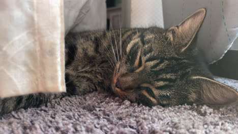 a portrait of a gray tiger domestic cat lies comfortably on the carpet and looks into the camera