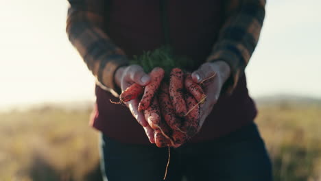 hands, carrots and farming with person closeup