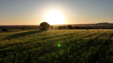 kangaroos in field at sunset