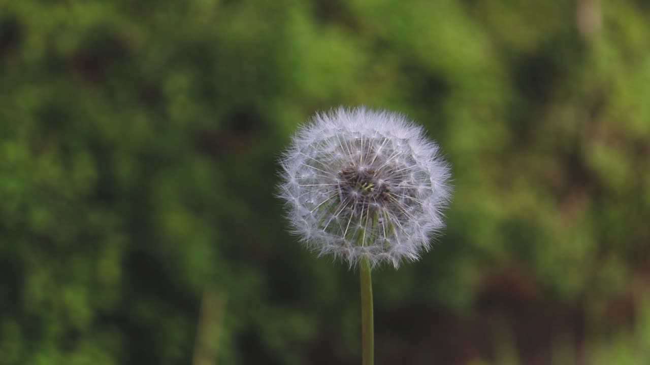 녹색 배경을 가진 숲에서 바람에 민들레 씨앗을 불고 있는 소녀
