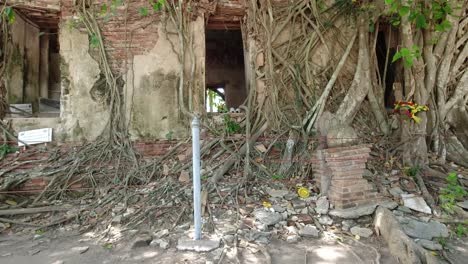 toma de pedestal: asomarse a la ventana del antiguo templo de wat bang kung en tailandia con raíces creciendo alrededor