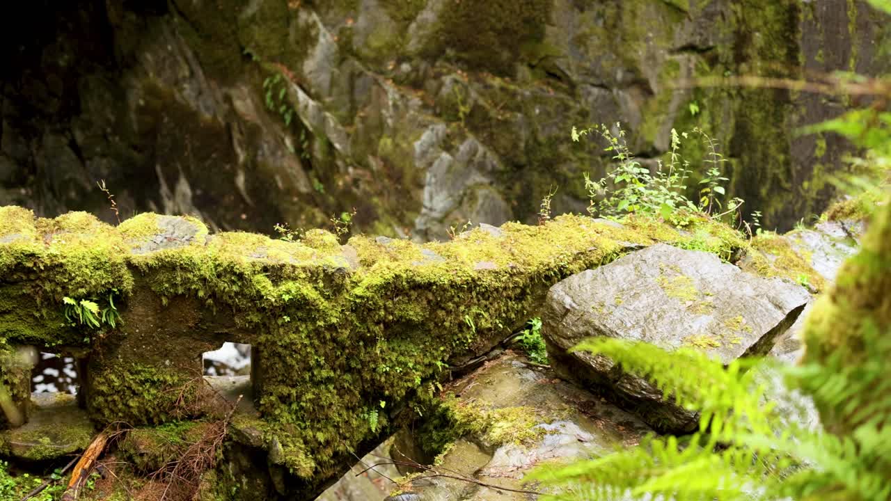 Rocce coperte di muschio e felci in una foresta