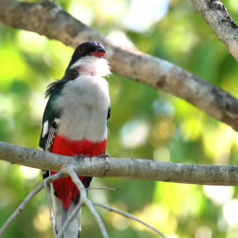 cerca de un pájaro trogón cubano