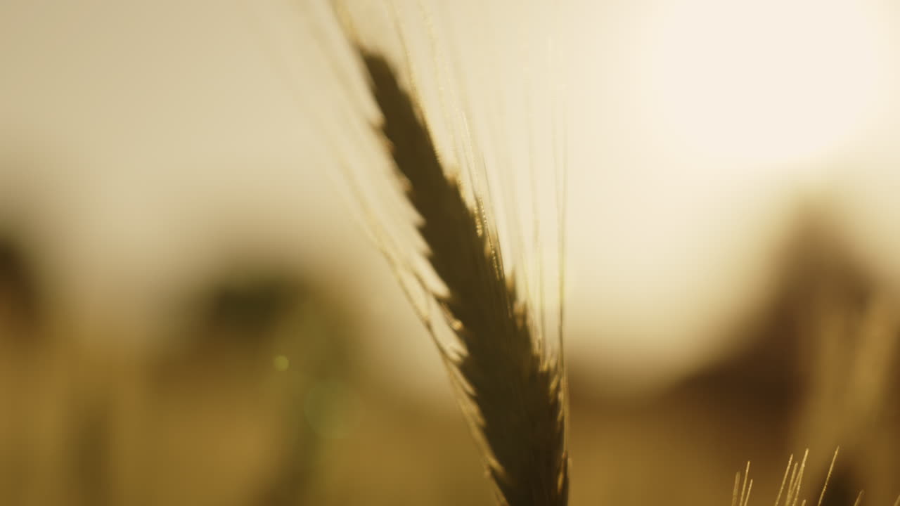 Golden Wheat Field at Sunrise/Sunset