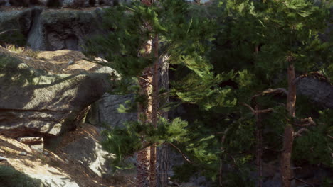 close-up of pine trees in a forest