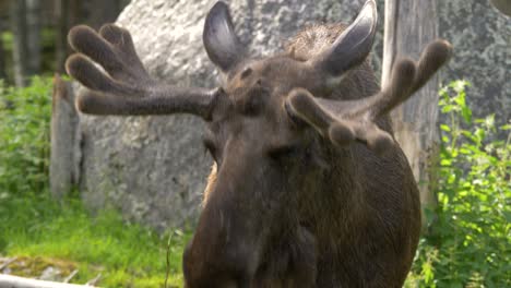 Close-up-of-hungry-bull-moose-feeding-on-a-green-field-in-Sweden