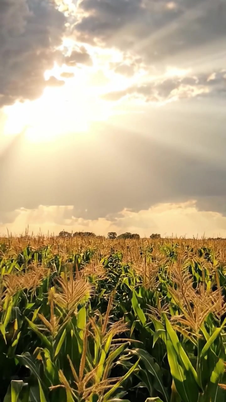 A Serene Cornfield Under a Majestic Sky Illuminated by the Sun's Radiance, Showcasing Nature's Beauty and the Abundance of Crops in the Midst of Summer