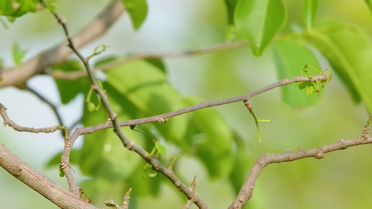 Blue tailed Emerald hummingbird preens feathers perched on small branch