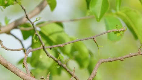 blue tailed emerald hummingbird preens feathers perched on small branch