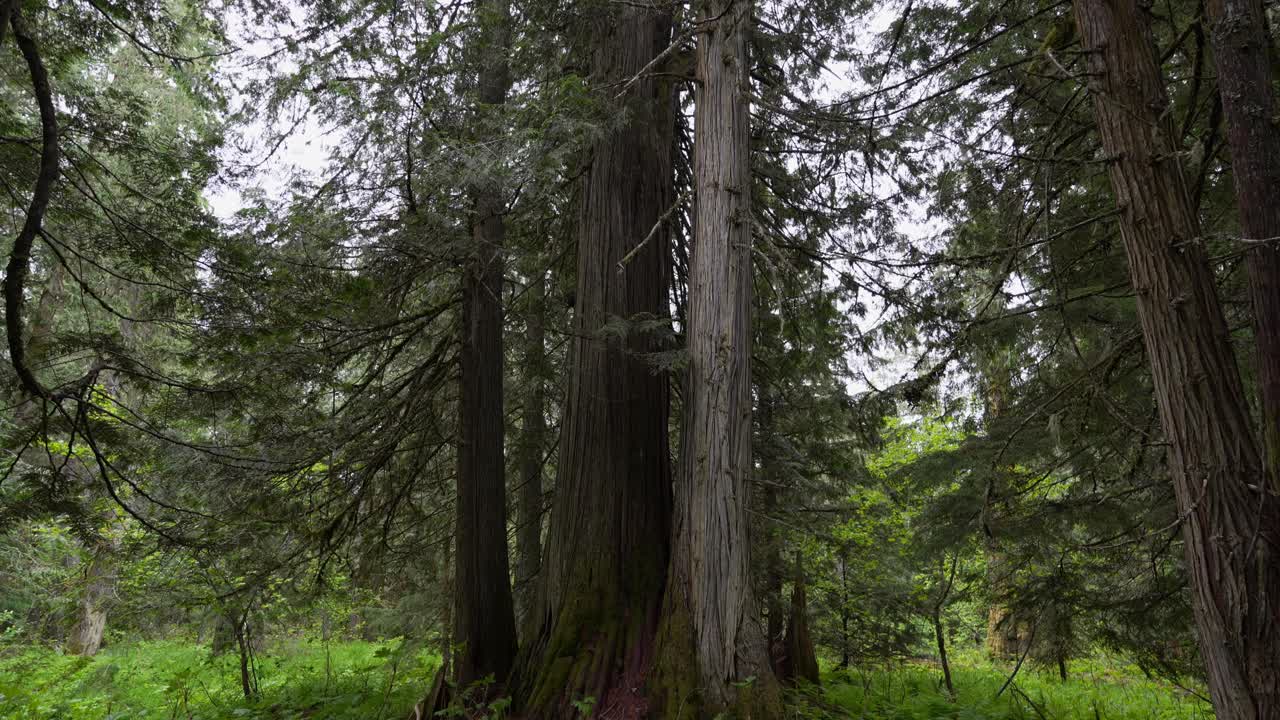 Cedri rossi occidentali che crescono fitti in un ambiente forestale lussureggiante