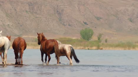 El-Espíritu-Indómito-De-Los-Caballos-Salvajes,-Ganado-Domesticado,-Que-Deambulan-Libremente-En-El-Calor-Del-Verano