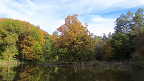 árboles-De-Colores-En-Otoño-De-Diferentes-Colores-Crecen-En-La-Orilla-Del-Estanque-Y-La-Vista-Principal-Está-En-Un-árbol-Solitario-En-La-Orilla