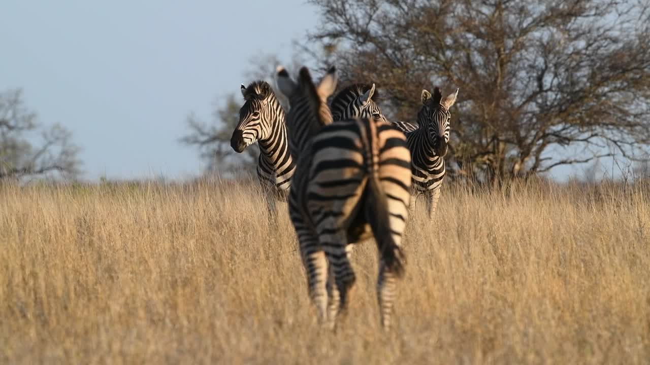 Wide shot of a Burchell's zebra walking back to the rest of the herd standing in the distance, Kruger National Park