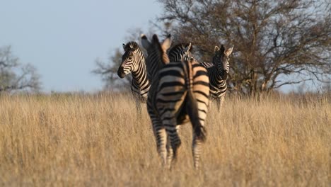 wide shot of a burchell's zebra walking back to the rest of the herd standing in the distance, kruger national park