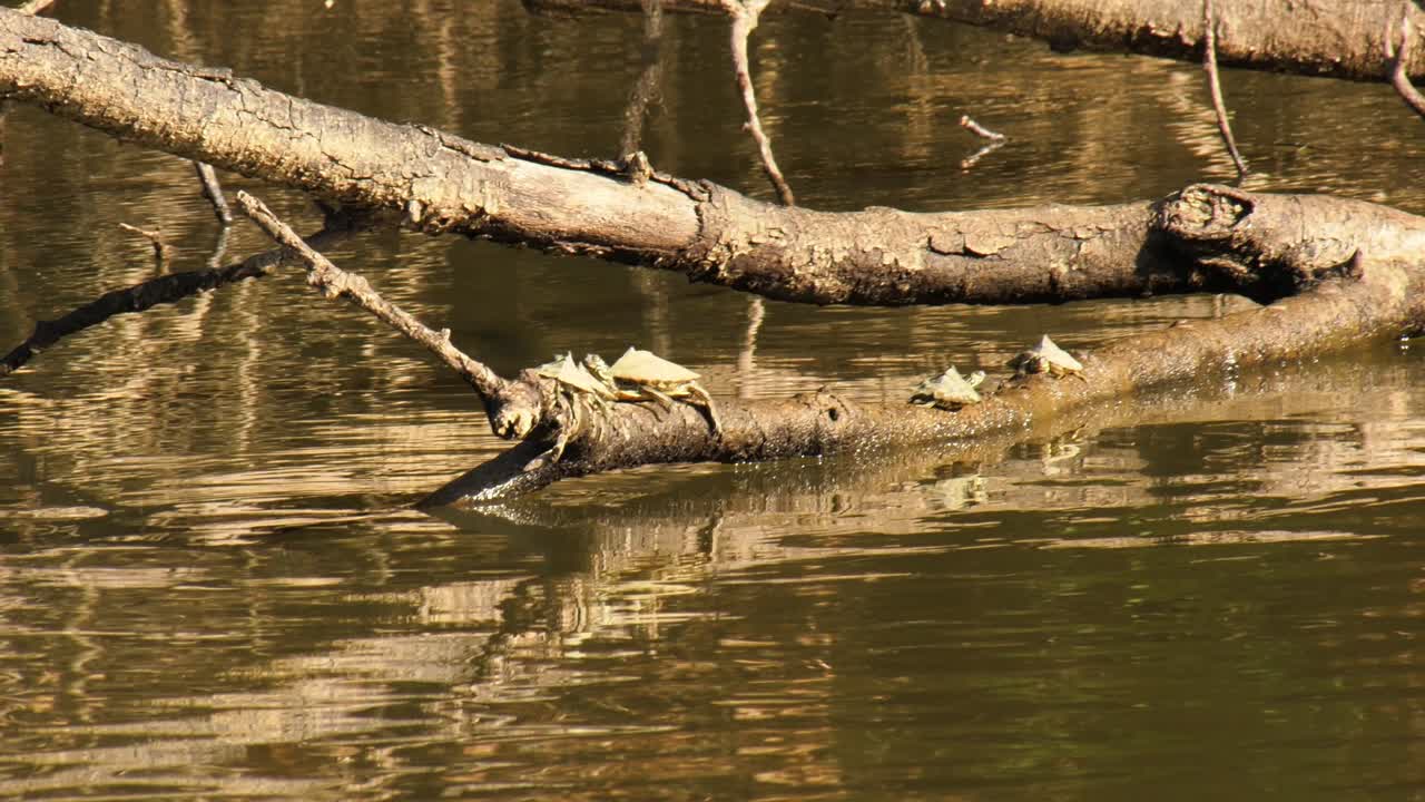 tortugas de mapa tomando el sol en un árbol caído