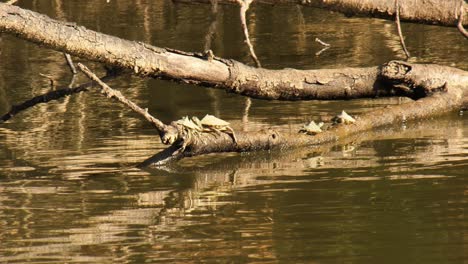 Kartenschildkröten,-Die-Sich-Auf-Einem-Umgestürzten-Baum-Sonnen