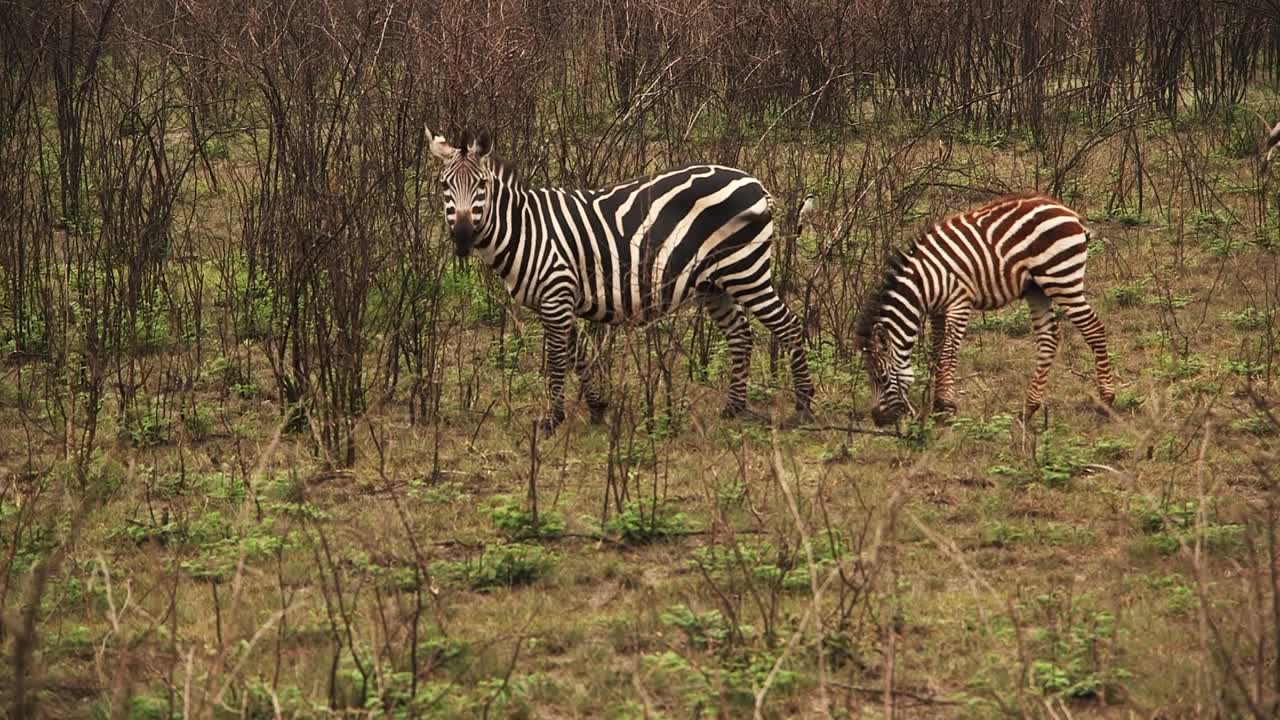 Una zebra delle pianure femmina sta accanto al suo puledro che pascola in una vegetazione rada e nell'erba bassa. Il puledro ha strisce marroni e bianche