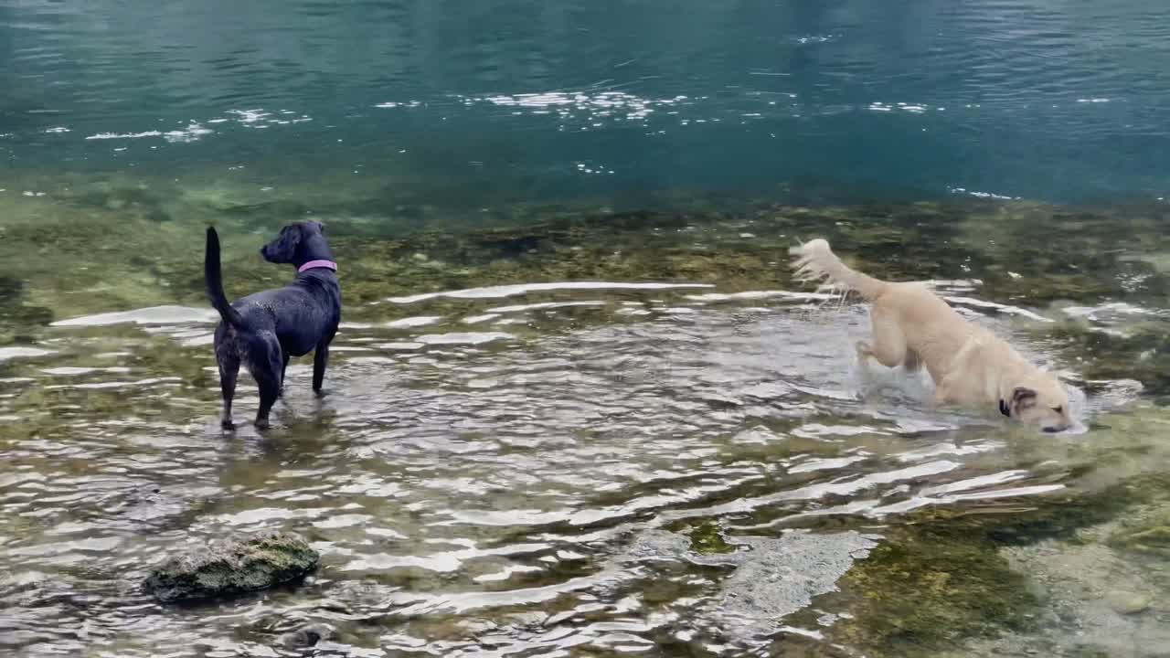 Cute dogs playing on an early morning in Neretva River near Mostar Bridge - Bosnia and Herzegovina