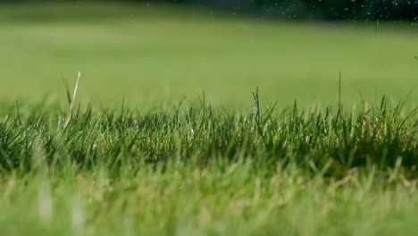 el palo de golf golpea una pelota de golf en una cámara súper lenta. gotas de rocío matutino y partículas de hierba se levantan en el aire después del impacto.