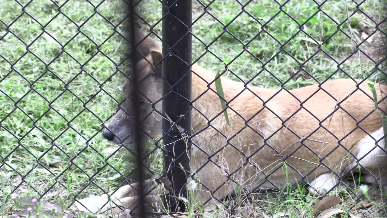 dingo australiano en cautiverio