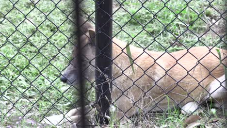 dingo australiano en cautiverio