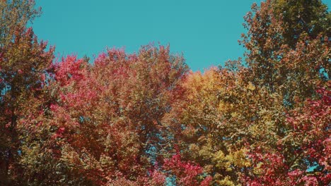 a low angle pan of lightly colored leaves under a blue sky in new england