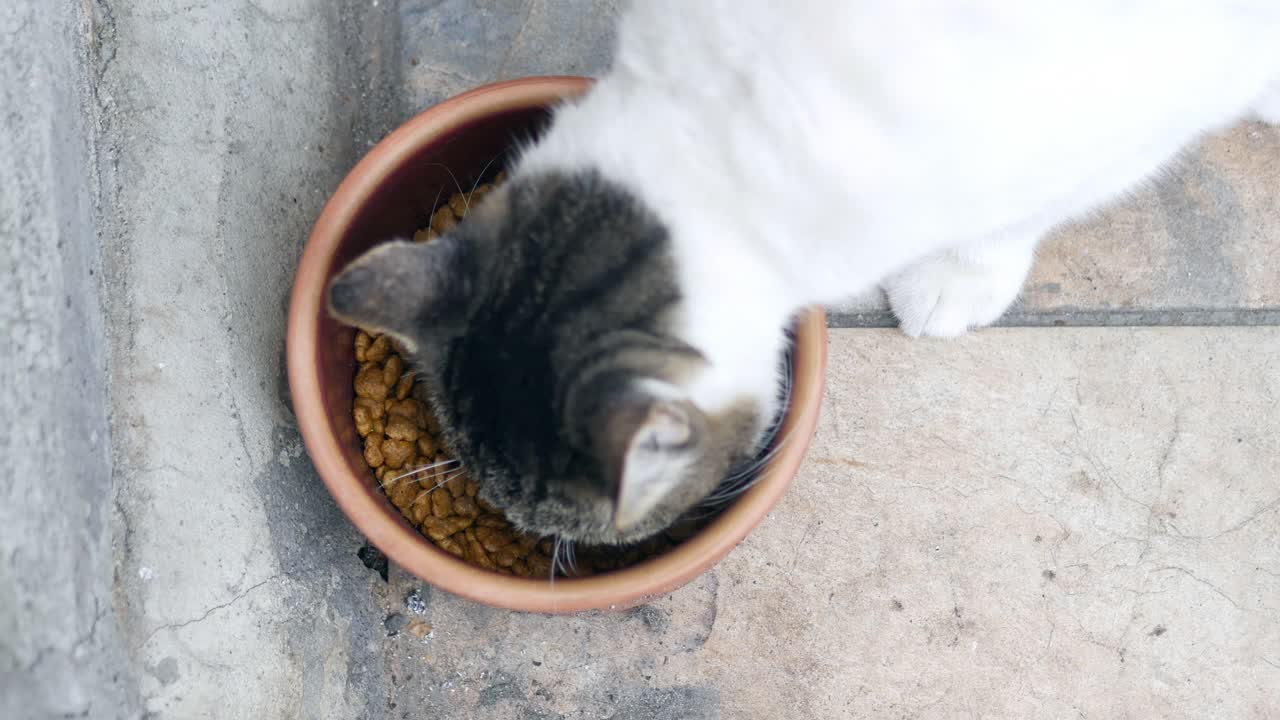 Katze isst aus einer Schüssel