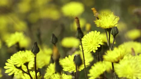 flores con pétalos amarillos en brisa ligera, hermoso fondo floreciente