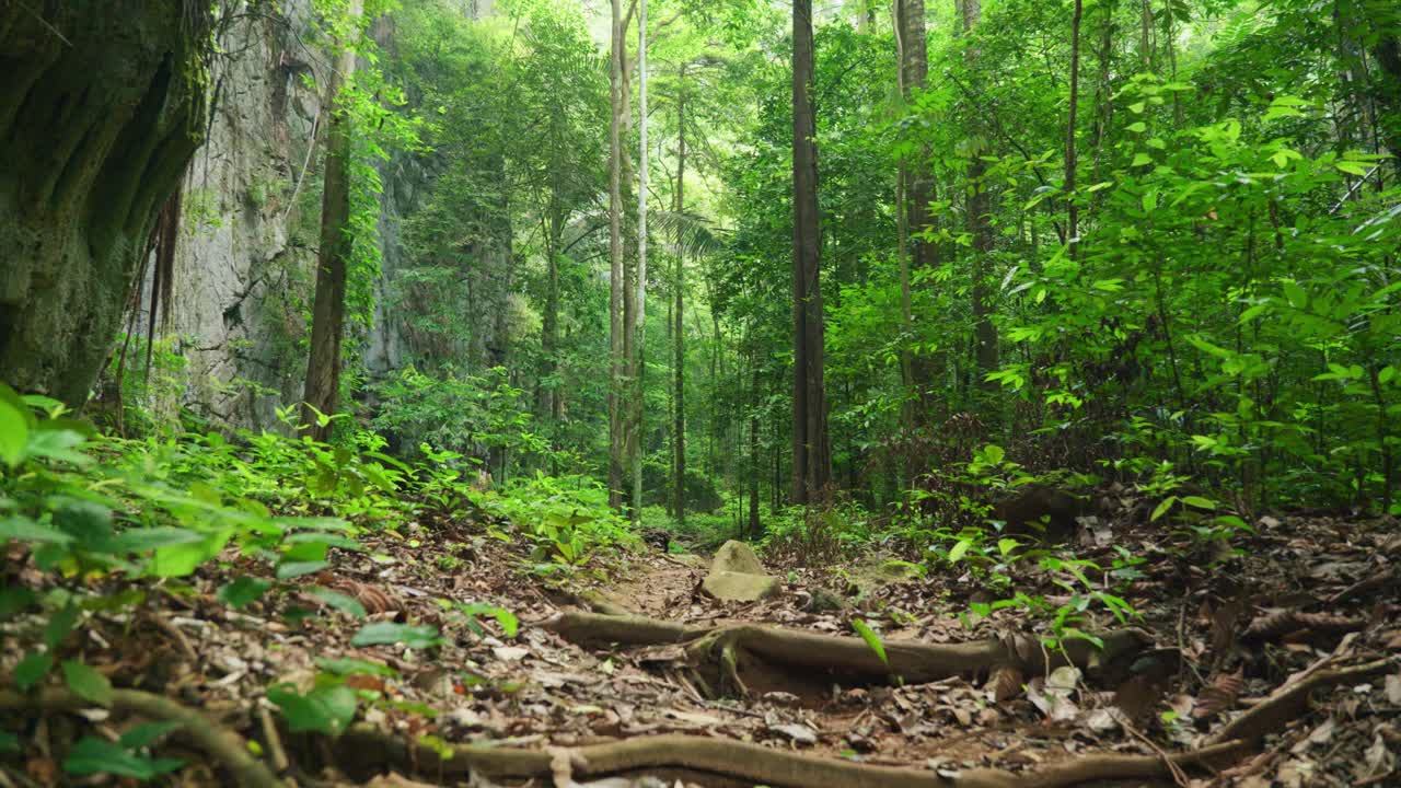 화창한 날 태국 남부 크라비에 있는 호랑이 동굴 사원의 정글 한가운데 하이킹 산책로를 보여주는 4k 영화적 풍경