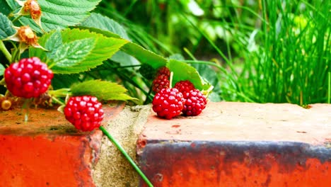 Delicious-fresh-red-juicy-raspberry-plant-growing-in-fruit-garden-brick-wall-closeup-dolly-left
