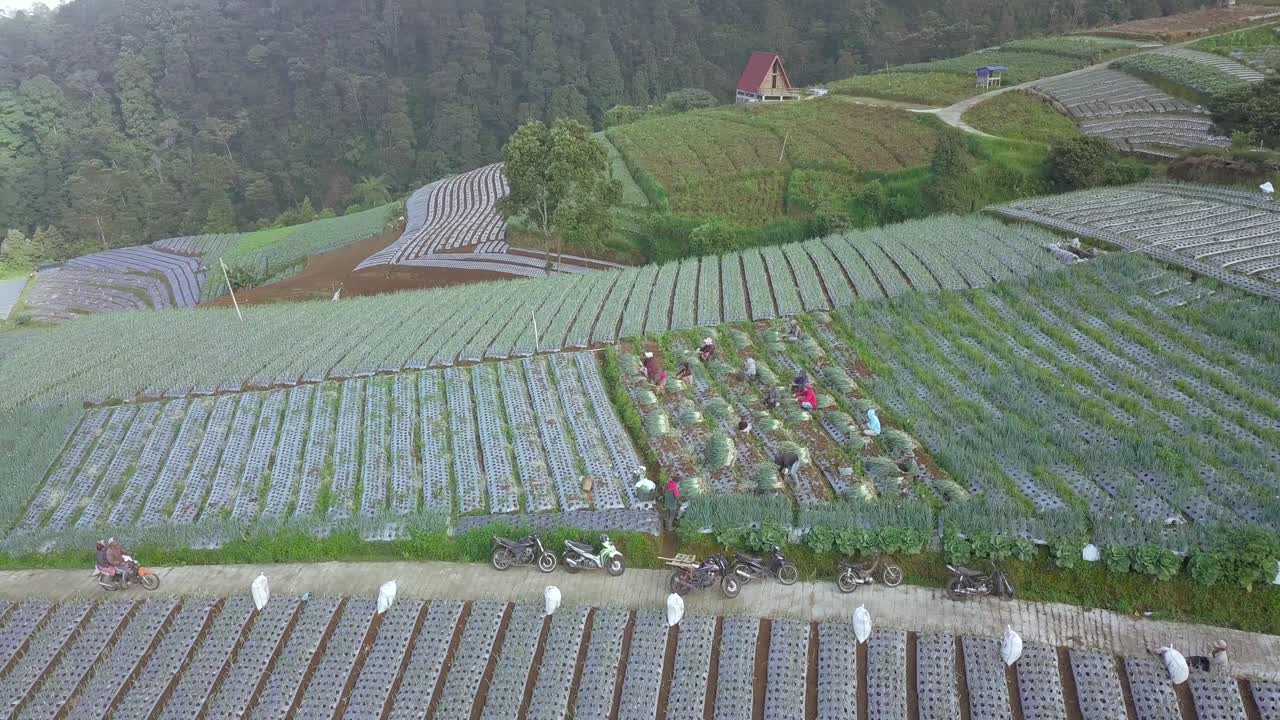필드의 야채를 수집하는 농부의 그룹
