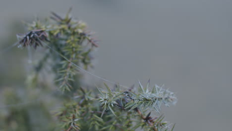 macro slow motion: a spider's web hangs on a small branch on a foggy fall day