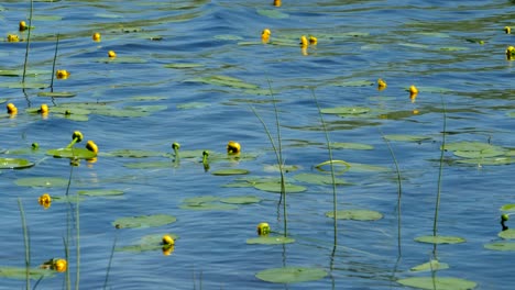 blooming aqua yellow flowers nuphar lutea